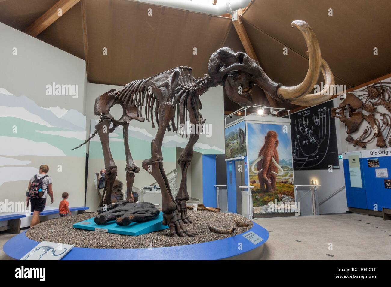 Mammut museum hi-res stock photography and images - Alamy