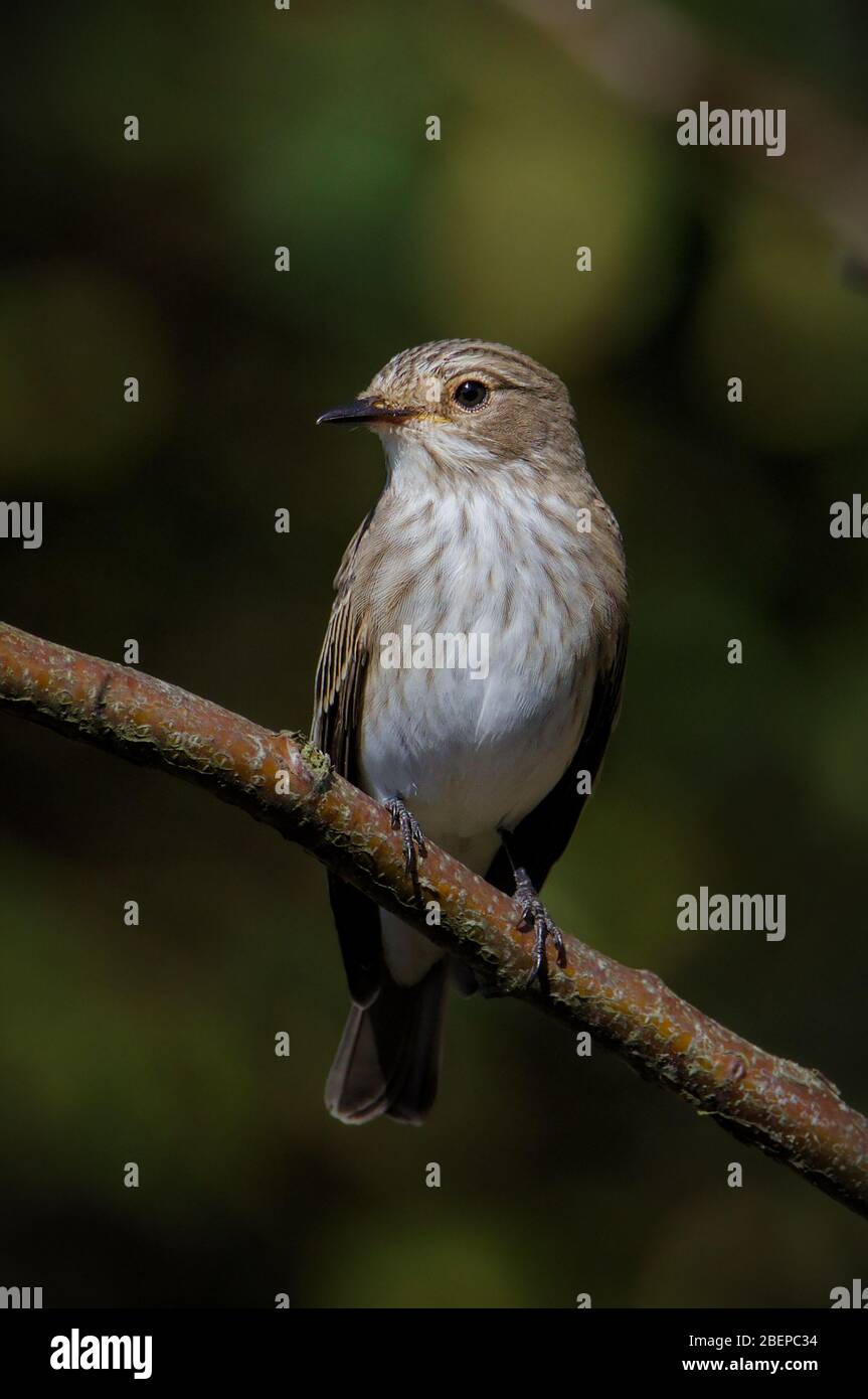 Front on shot of a Spotted Flycatcher, Muscicapa striata, perched on a branch looking for insects. Taken at Stanpit March UK Stock Photo