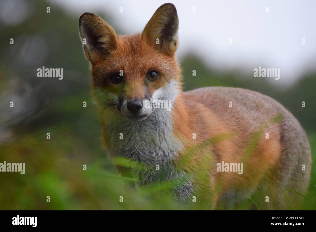 Close up foxes hi-res stock photography and images - Alamy