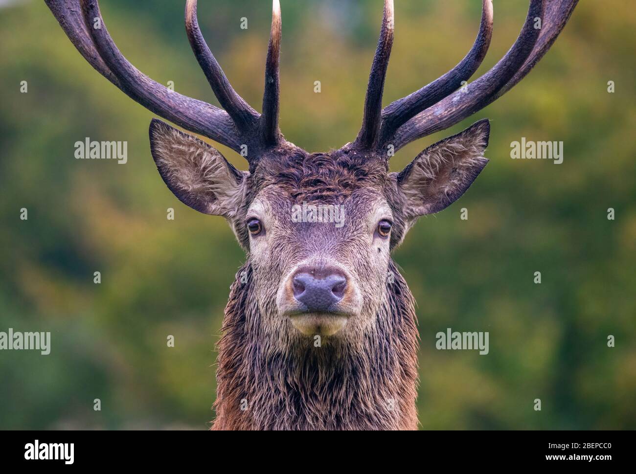 Red Deer Stag Stock Photo