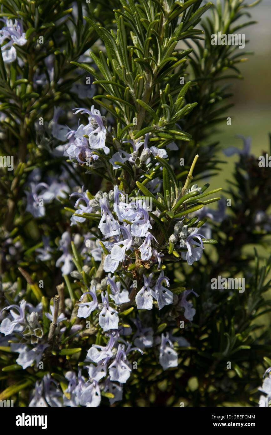 English Thyme in flower on a nice day Stock Photo Alamy