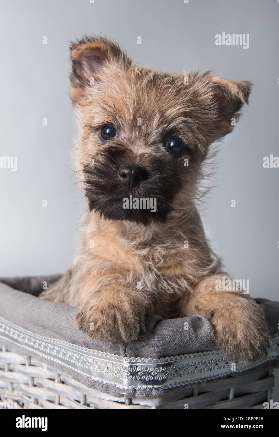 Cairn Terrier puppy red dog in box on gray Stock Photo - Alamy