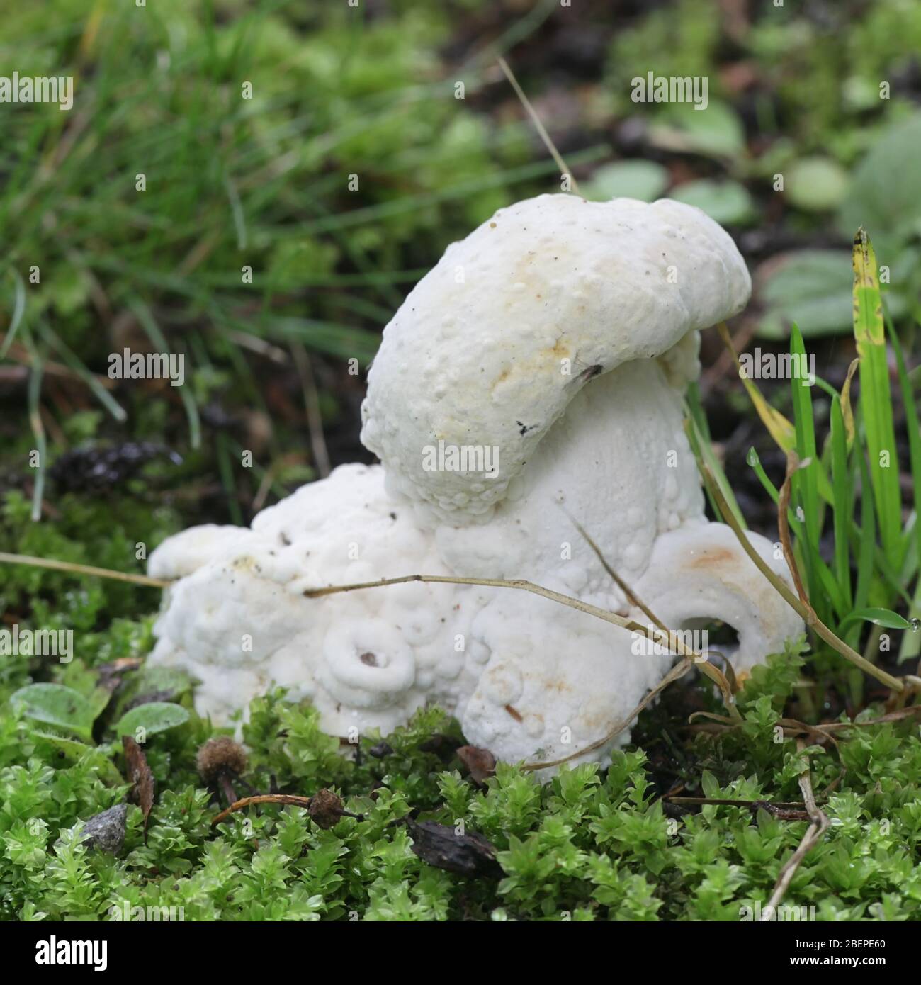Bolete eater or bolete mould, Hypomyces chrysospermus, a parasitic ascomycete fungus that grows on bolete mushrooms Stock Photo