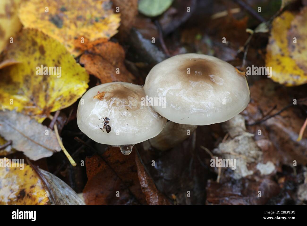 Hygrophorus persoonii, a woodwax or waxy cap mushroom from Finland with no common english name Stock Photo