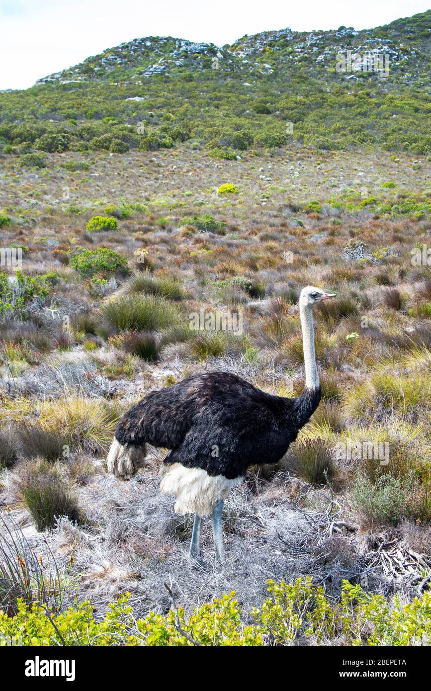 An ostrich prepares to build a nest in the Cape of Good Hope Nature Reserve near Cape Town. The local vegetation shown behind the bird is called Fynbos. This a distinctive type of vegetation found only on the southern tip of Africa. It includes a very wide range of plant species, particularly small heather-like trees and shrubs. There are two living species of ostrich, the common ostrich and the Somali ostrich. Stock Photo