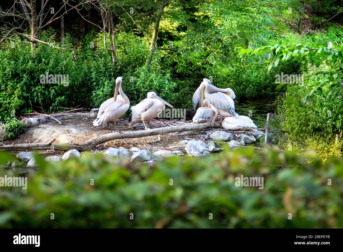 Pelicans at Parc de la Citadelle (Citadel Park), Lille, France Stock Photo