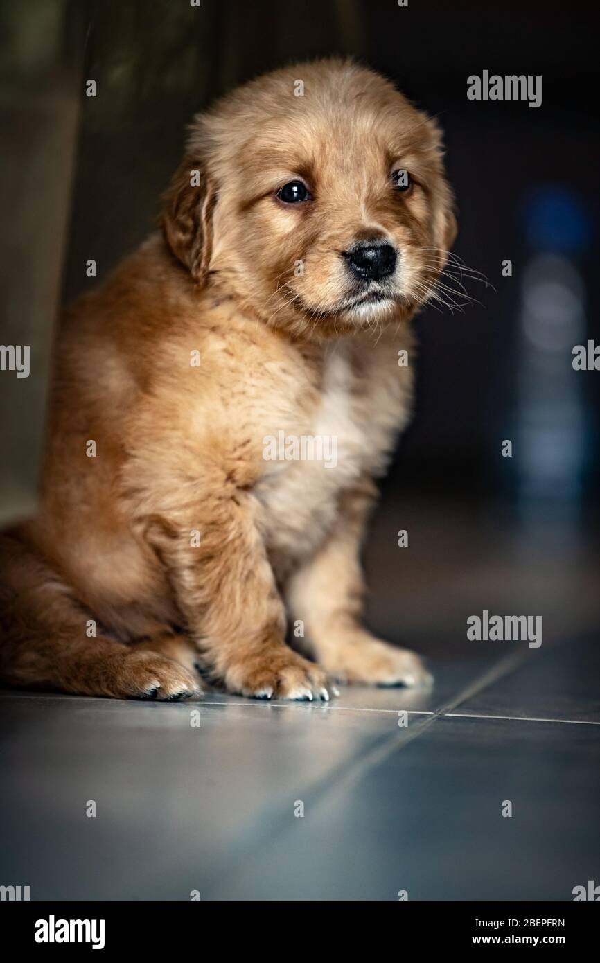 Portrait of a nice little puppy of a golden retriever, cute doggy sitting on the floor at home, dog is a best friend for people, great gift for kids Stock Photo