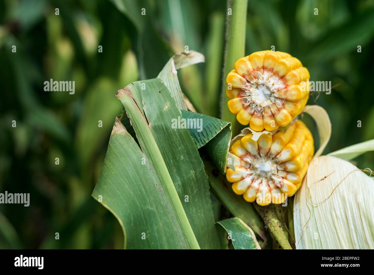 Corn cross section hi-res stock photography and images - Alamy