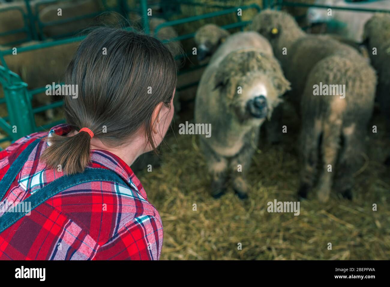 Female farmer at sheep raising and breeding farm checking up on herd of domestic animals Stock Photo