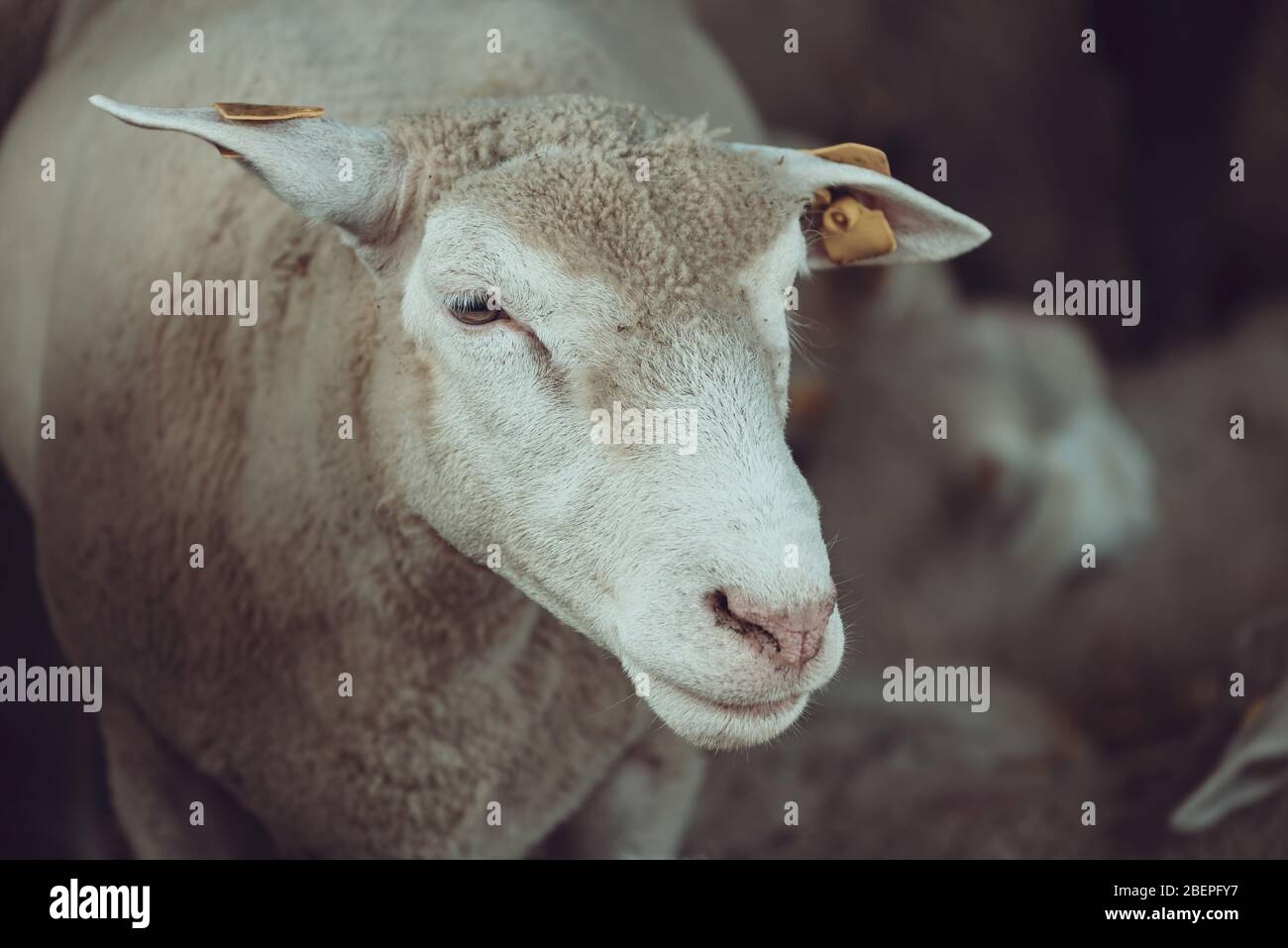 Ile de France sheep flock in pen on livestock farm, domestic animals husbandry concept Stock Photo