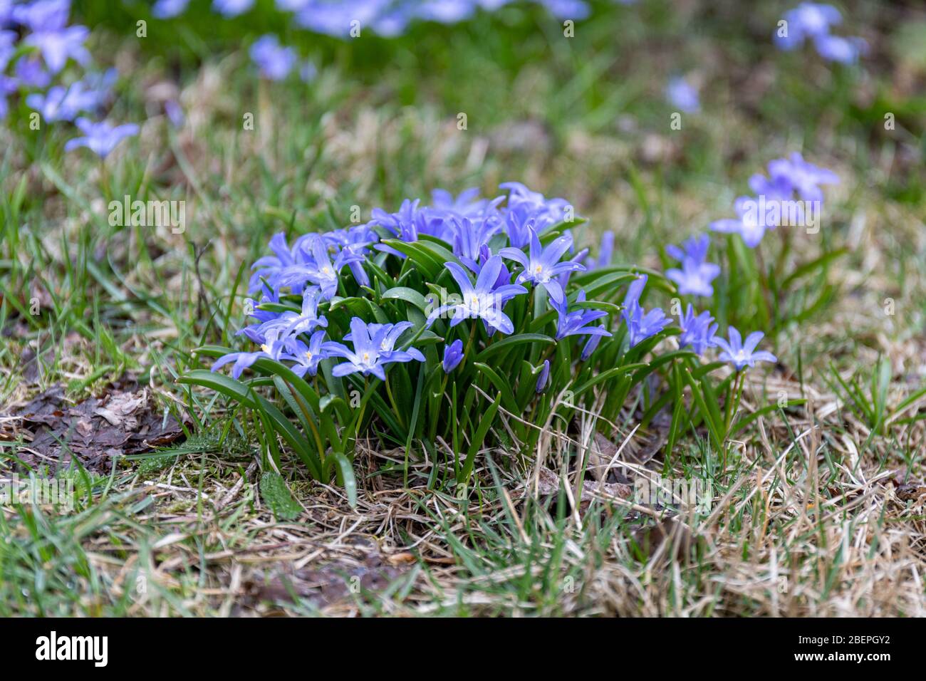 Spring First Bloomers Scilla luciliae, one of the first bloomers in spring, with little blue ...