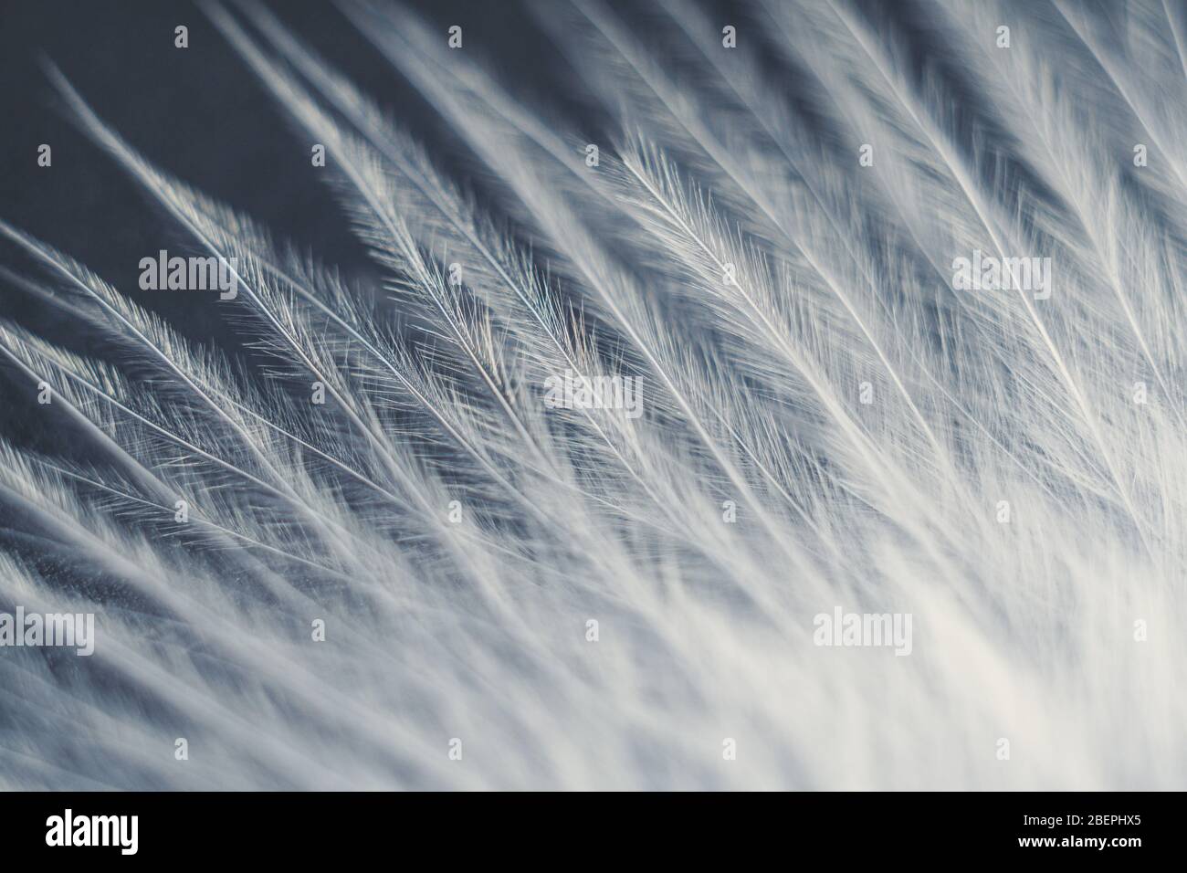 Closeup macro of white bird feather. Natural abstract texture forming monochromatic background. Stock Photo