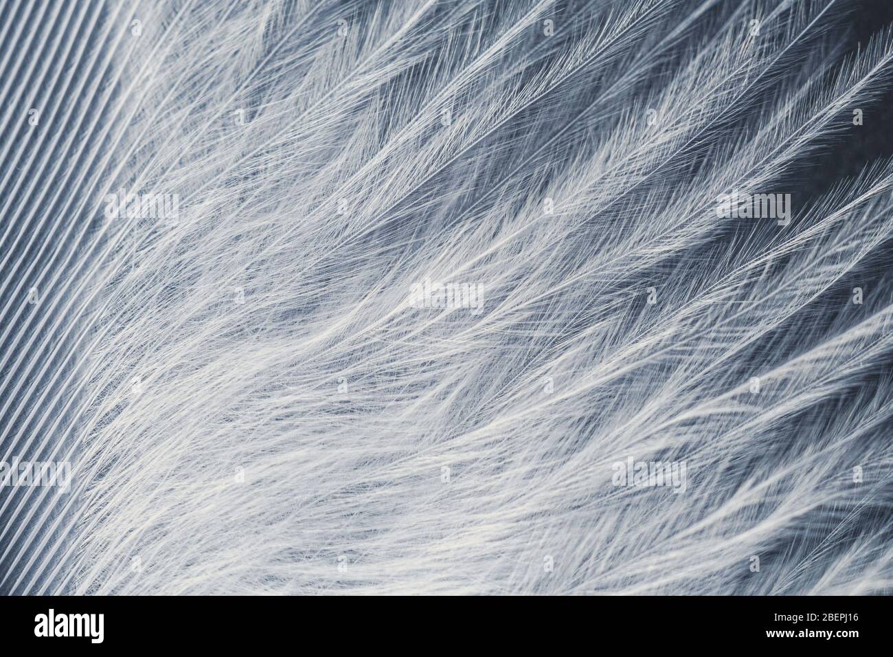 Closeup macro of white bird feather. Natural abstract texture forming monochromatic background. Stock Photo