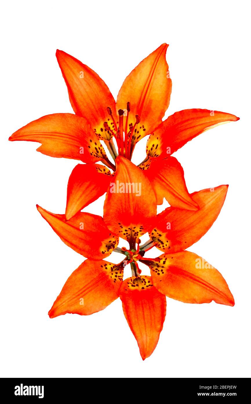 Wildflowers Rocky Mountain Lily or Wood Lily, closeup Stock Photo
