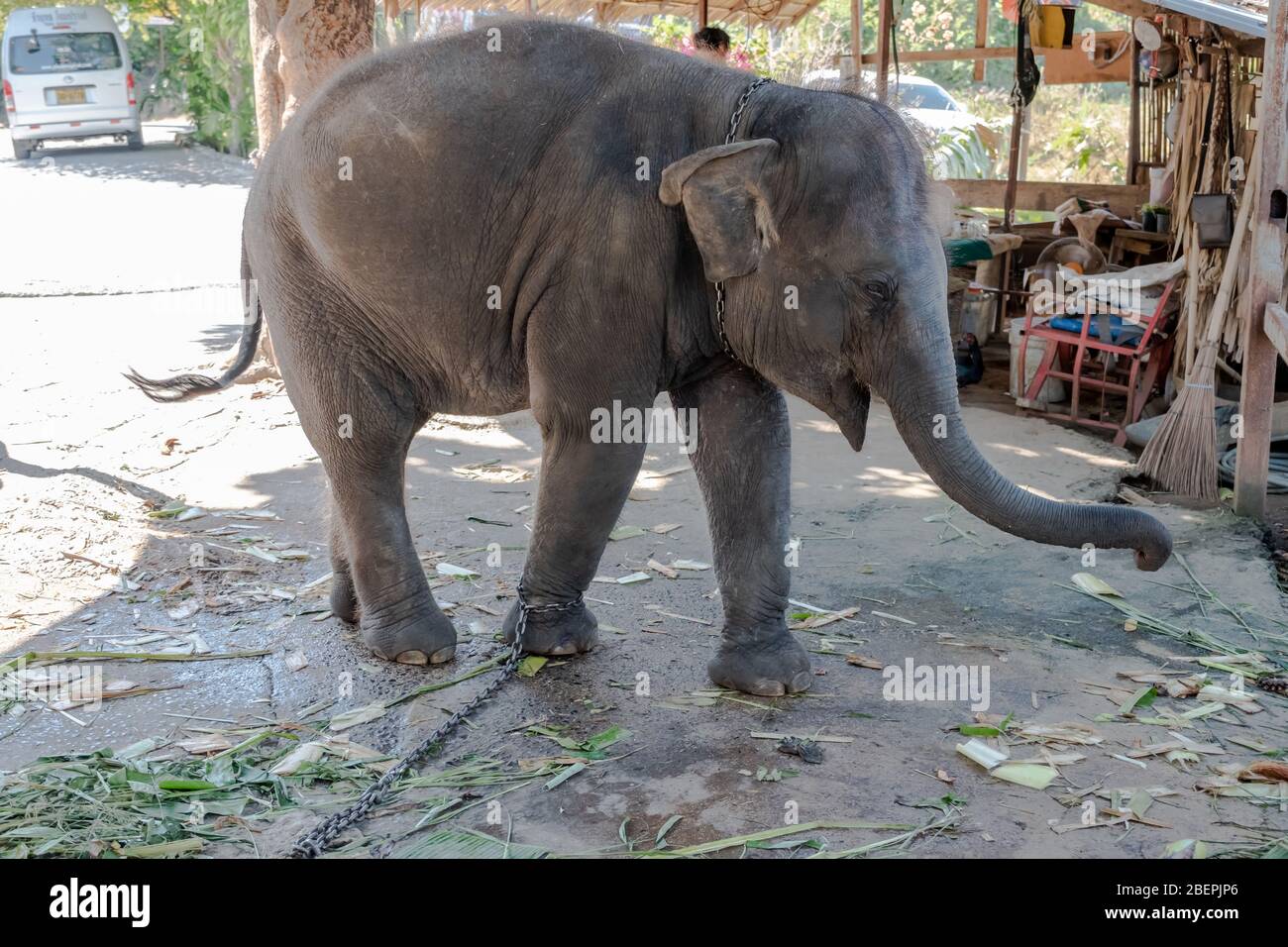 Close up photo of foot chained baby elephant Stock Photo
