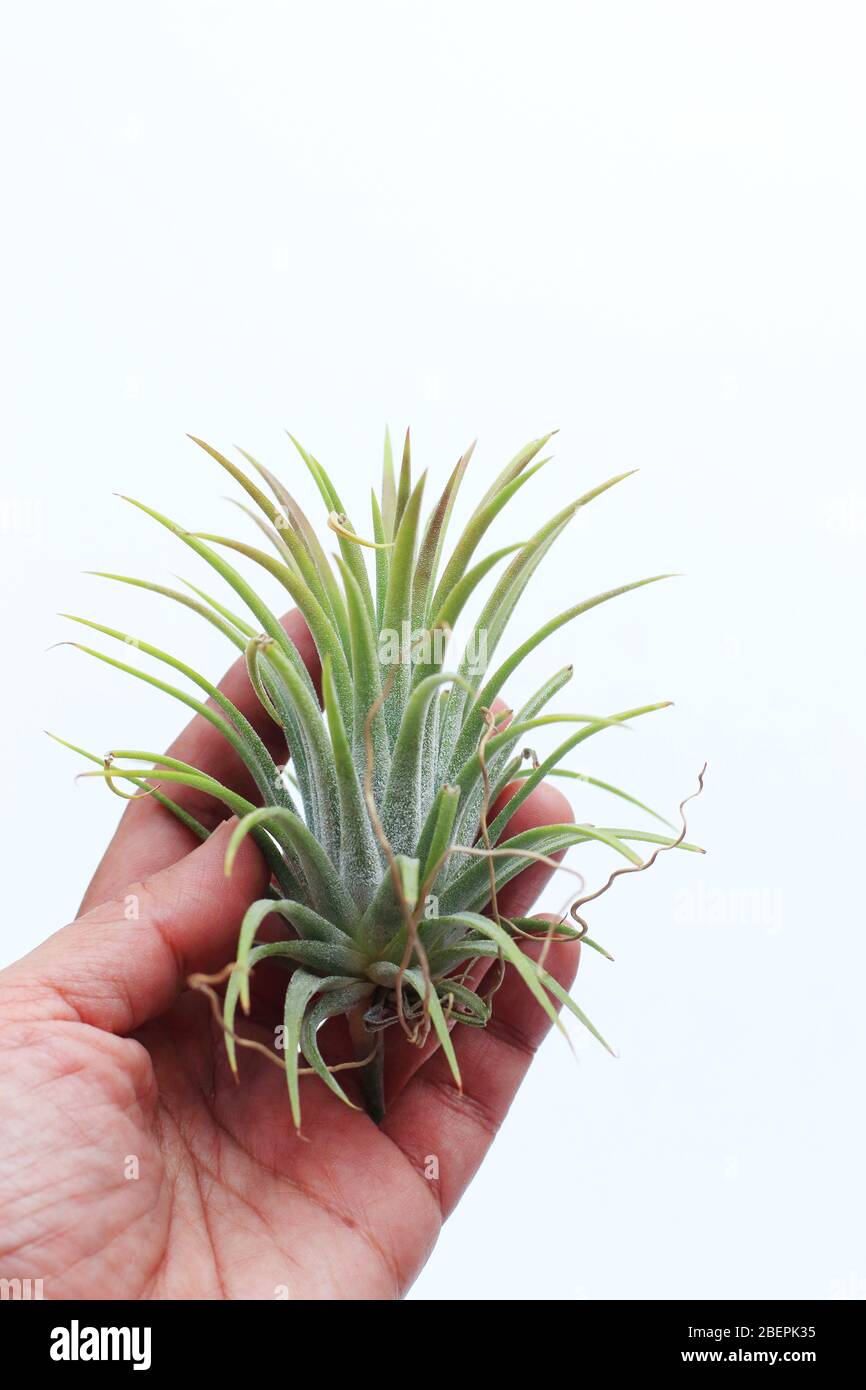 Tillandsia  ionantha Pink Beauty isolated against white background Stock Photo
