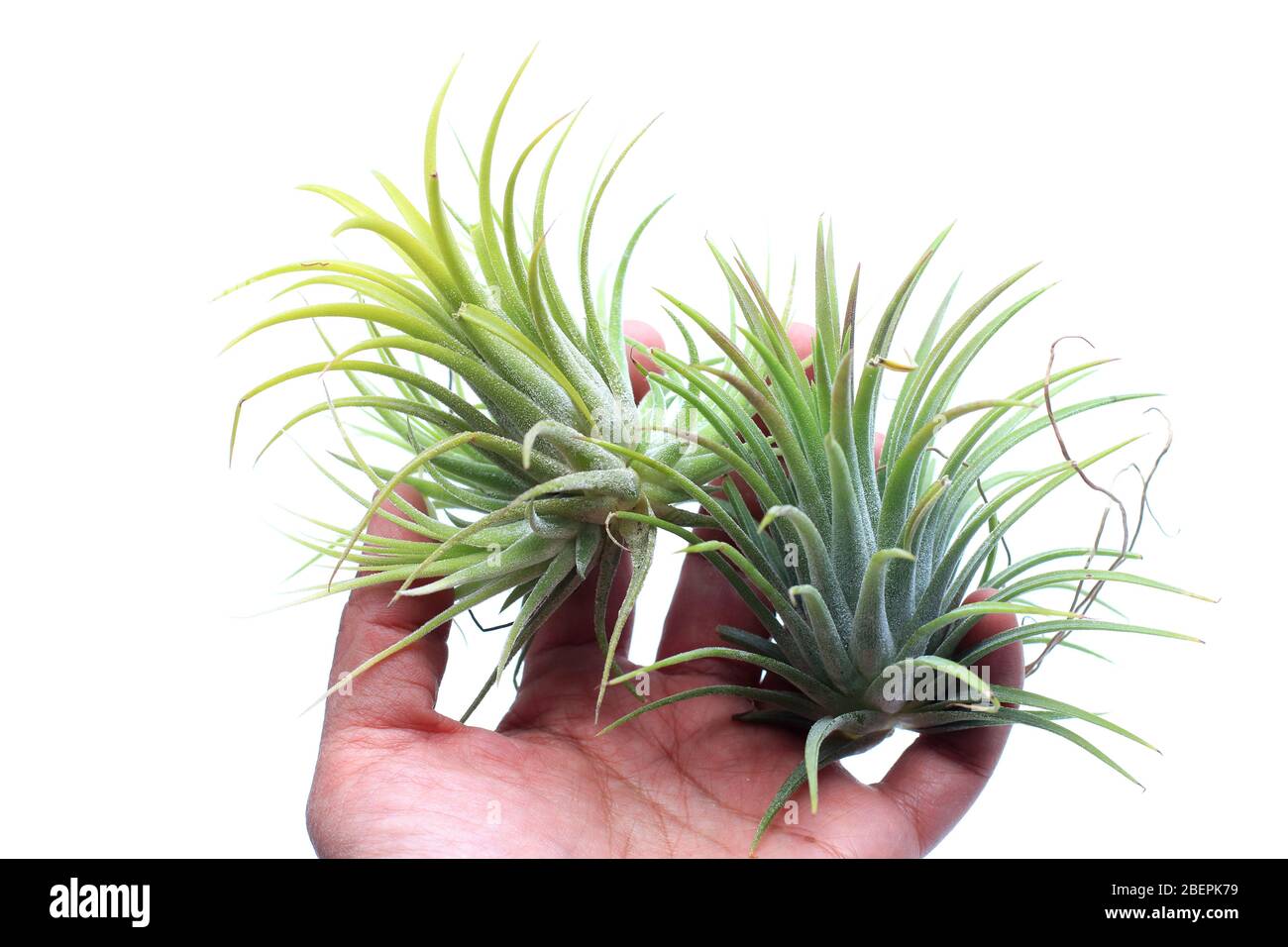 Tillandsia ionantha Pink Beauty isolated against white background Stock Photo