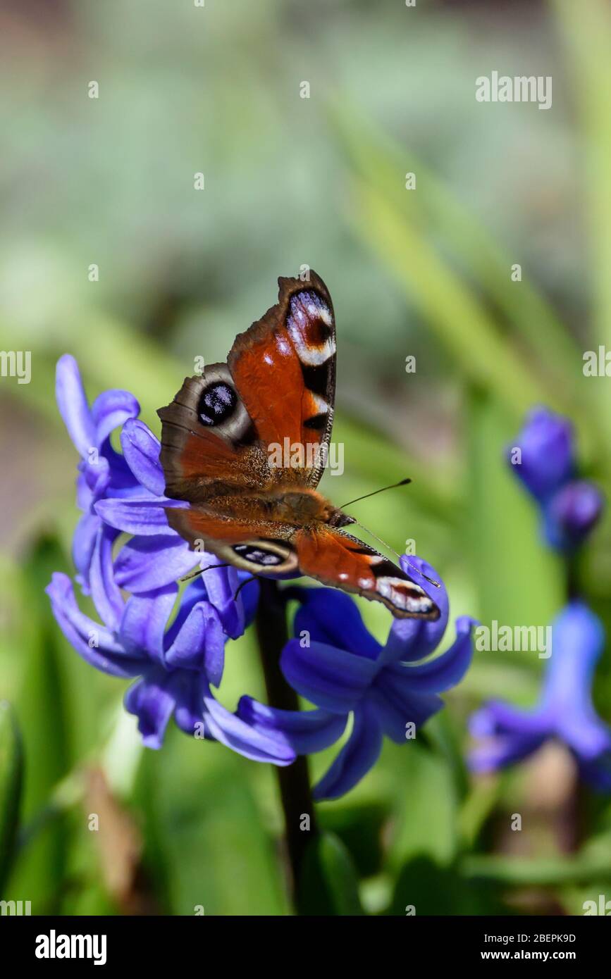 Peacock butterfly, Aglais io on flower bed in garden. Stock Photo