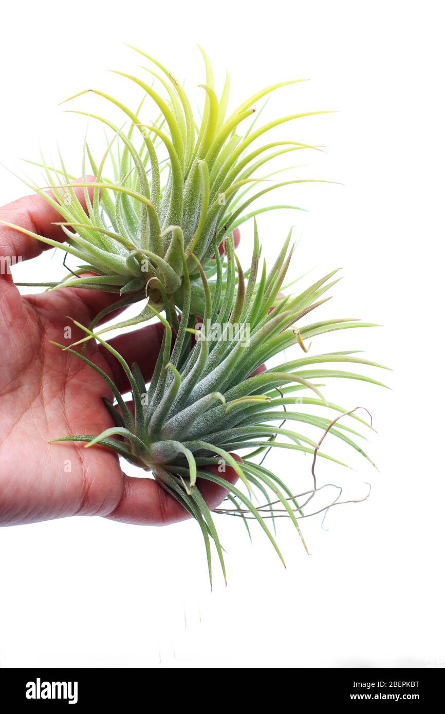 Tillandsia ionantha Pink Beauty isolated against white background Stock Photo