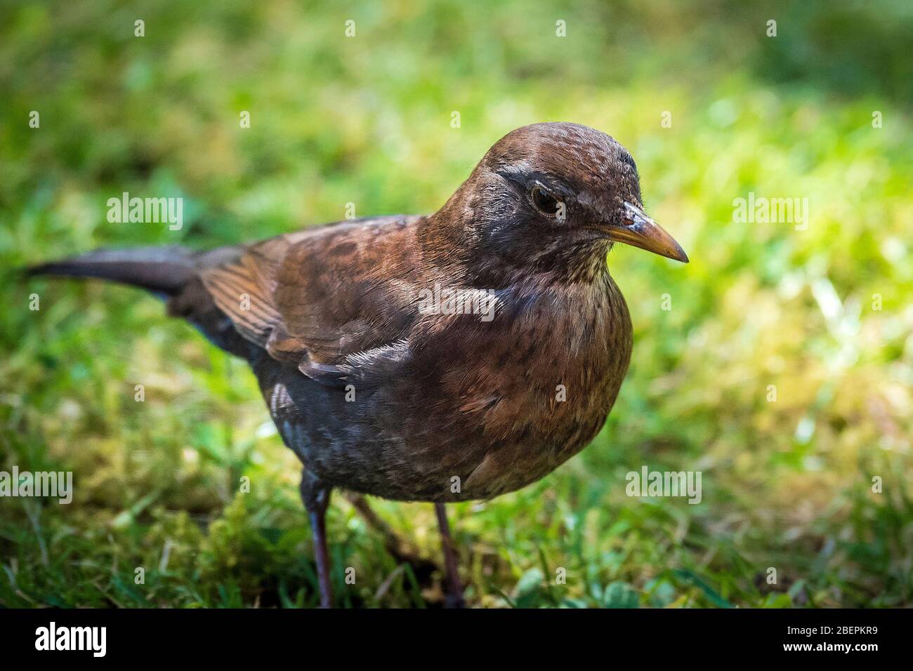 Female Blackbird with light colouration. Stock Photo
