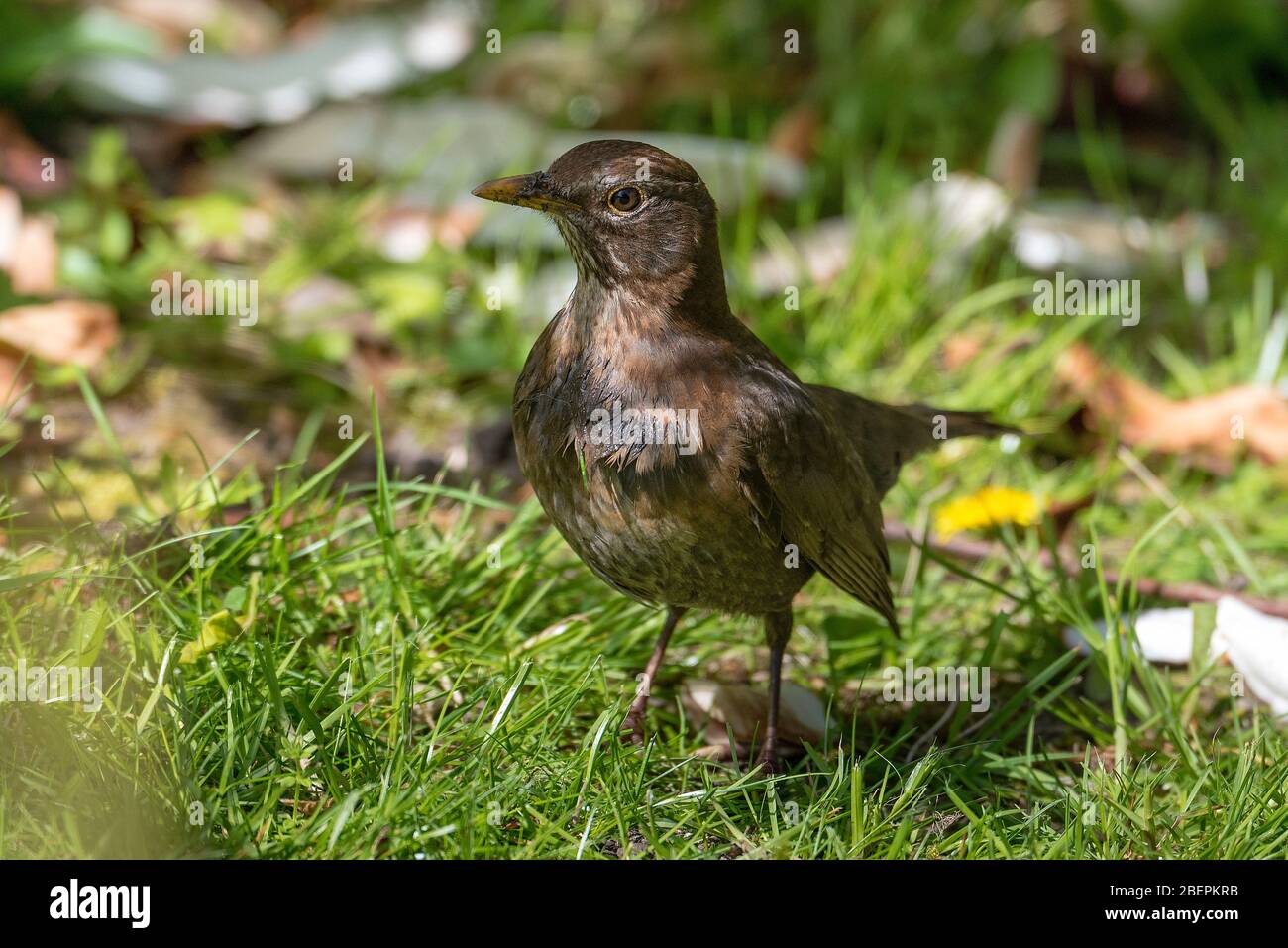 Female Blackbird with light colouration. Stock Photo