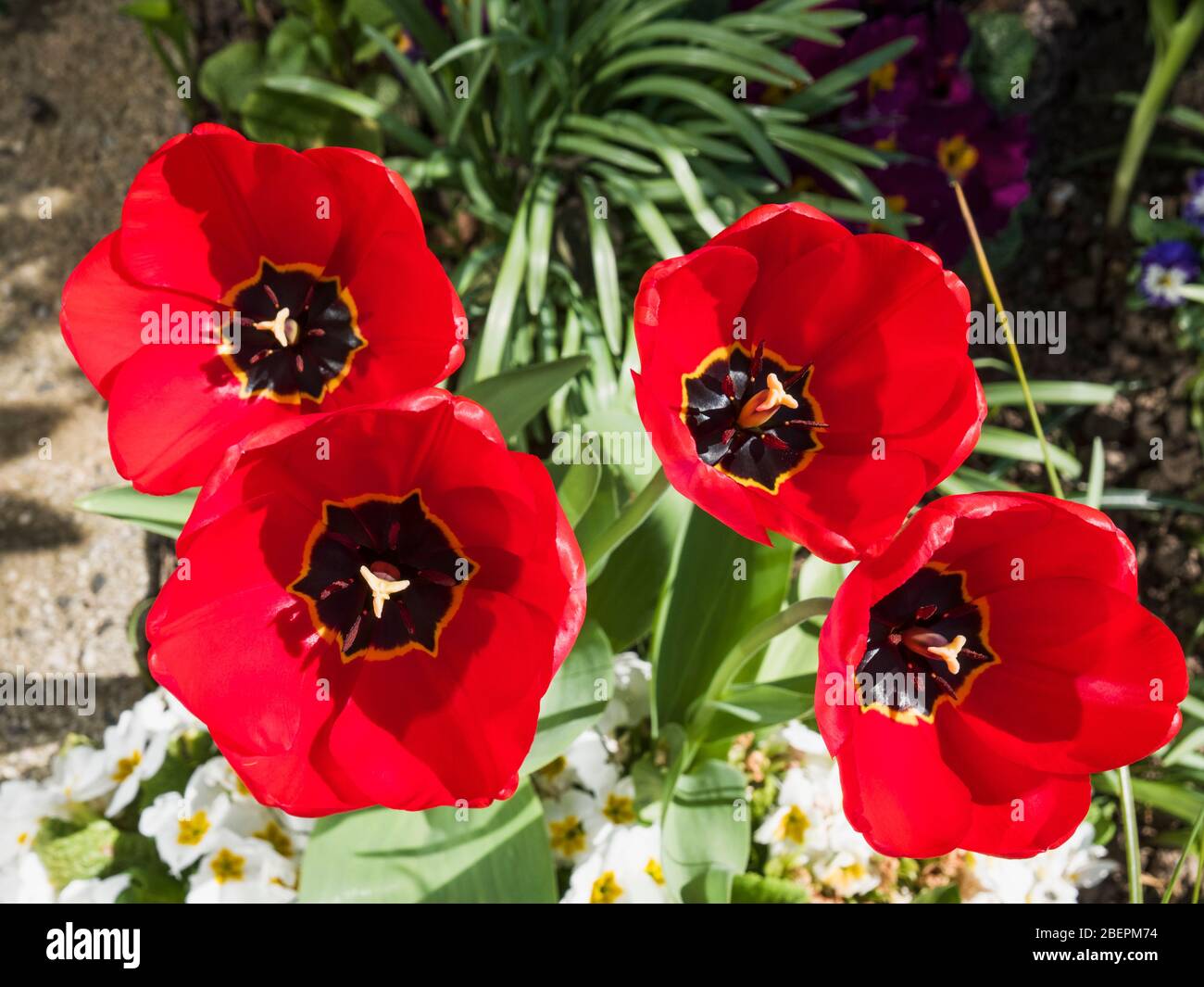 Tulip heads hi-res stock photography and images - Alamy