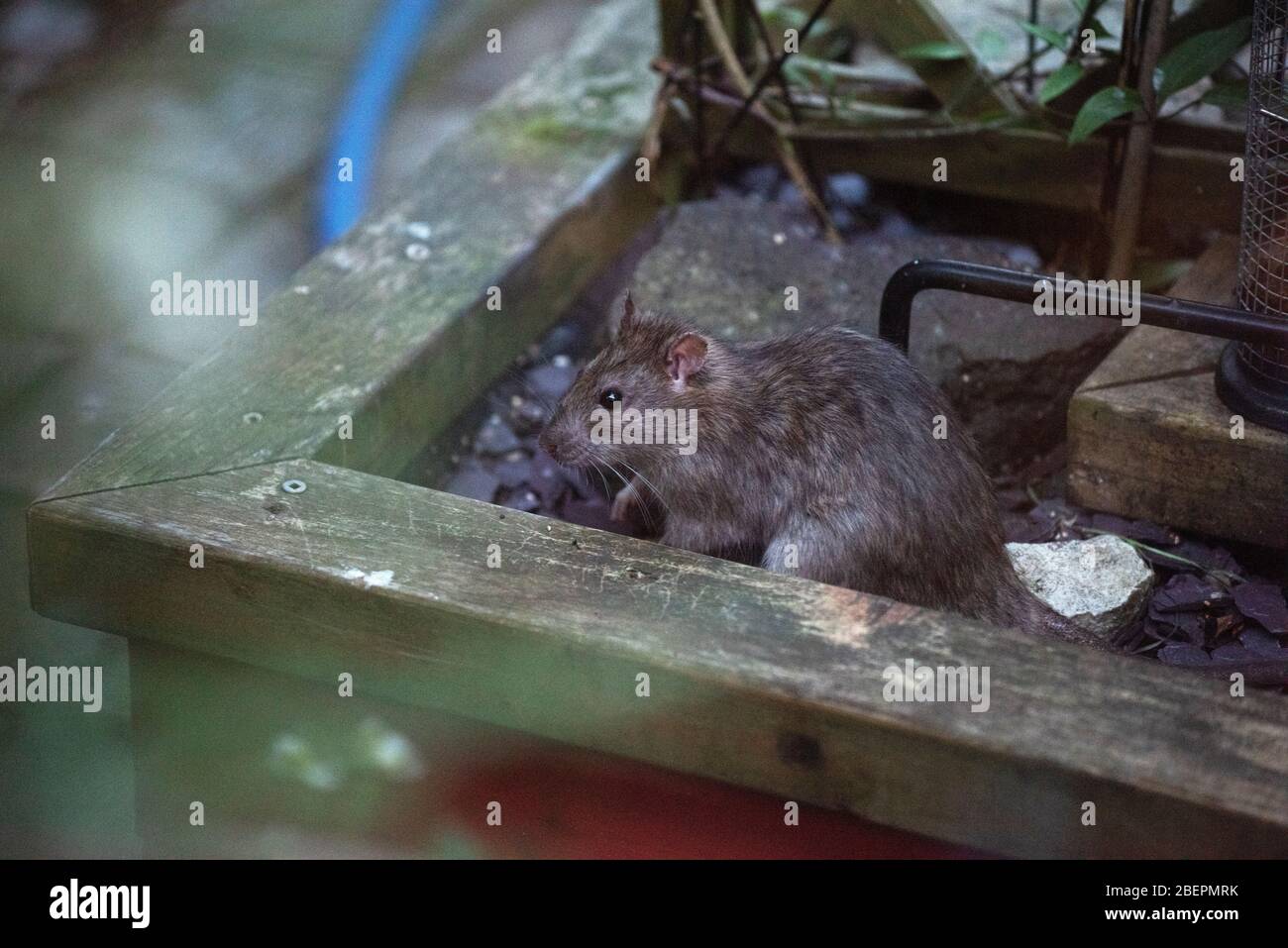 Thaxted Essex England. Brown Rat in photographers garden. April 2020 Wikipedia below: The brown rat (Rattus norvegicus), also known as the common rat, Stock Photo