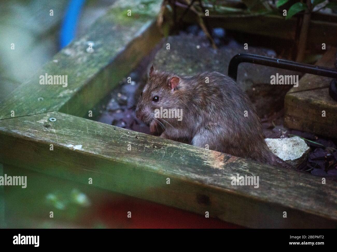 https://c8.alamy.com/comp/2BEPMT2/thaxted-essex-england-brown-rat-in-photographers-garden-april-2020-wikipedia-below-the-brown-rat-rattus-norvegicus-also-known-as-the-common-rat-2BEPMT2.jpg