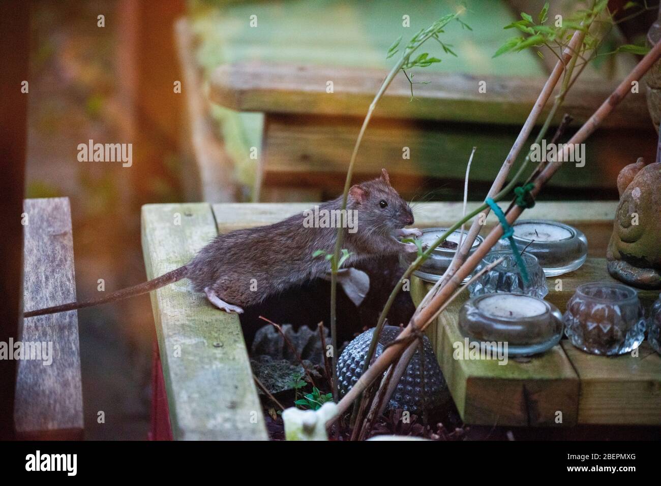 Thaxted Essex England. Brown Rat in photographers garden. April 2020 Wikipedia below: The brown rat (Rattus norvegicus), also known as the common rat, Stock Photo