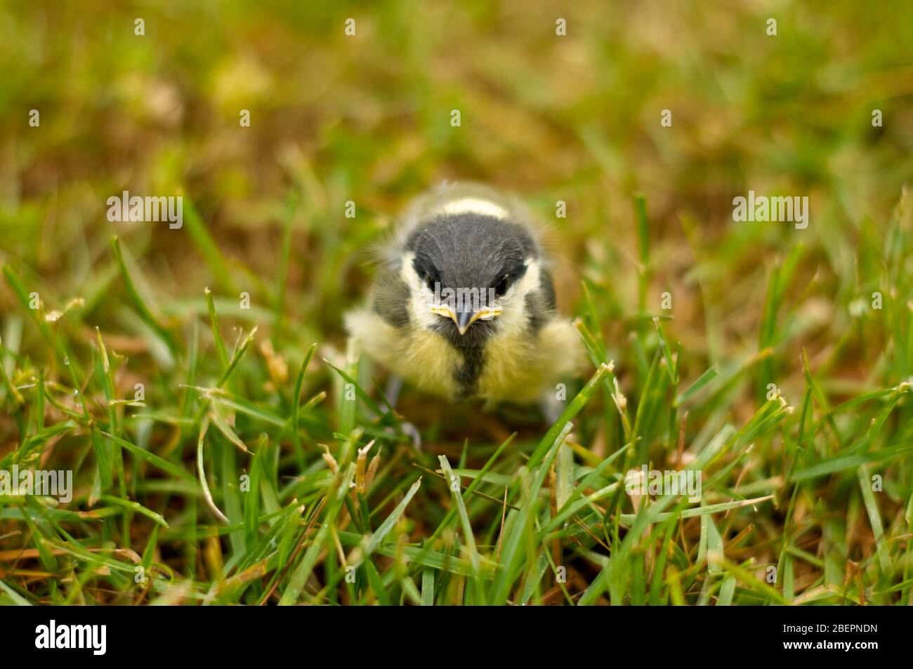 Kleine Kohlmeise Stock Photo