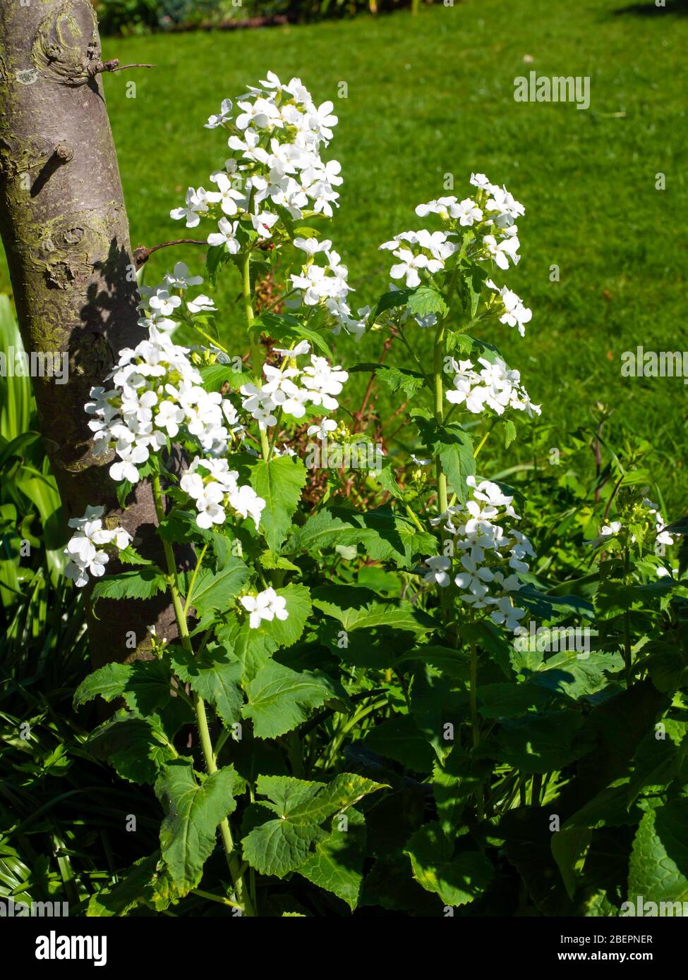 White flowers of Honesty Lunaria annua var albiflora an annual or biennial  garden  flower which has ornamental translucent seed pods in autumn Stock Photo