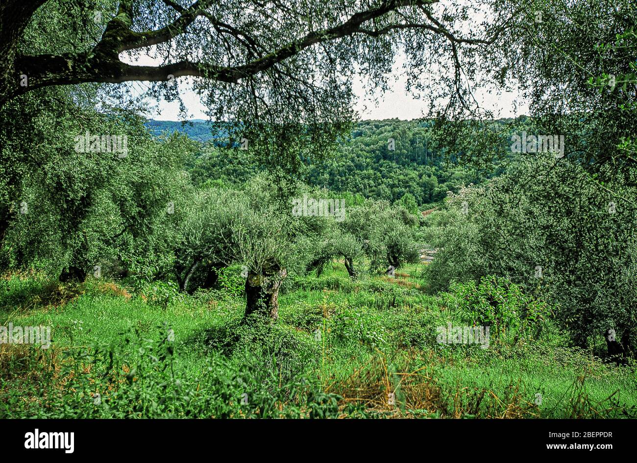 Italy Calabria - Soriano Calabro  - Olive Trees Stock Photo