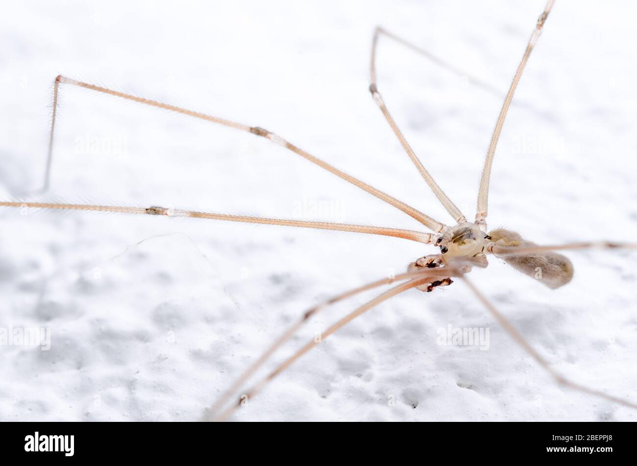 Pholcidae, Pholcus phalangioides, macro of cellar spider, daddy longlegs spider or skull spider against white background Stock Photo