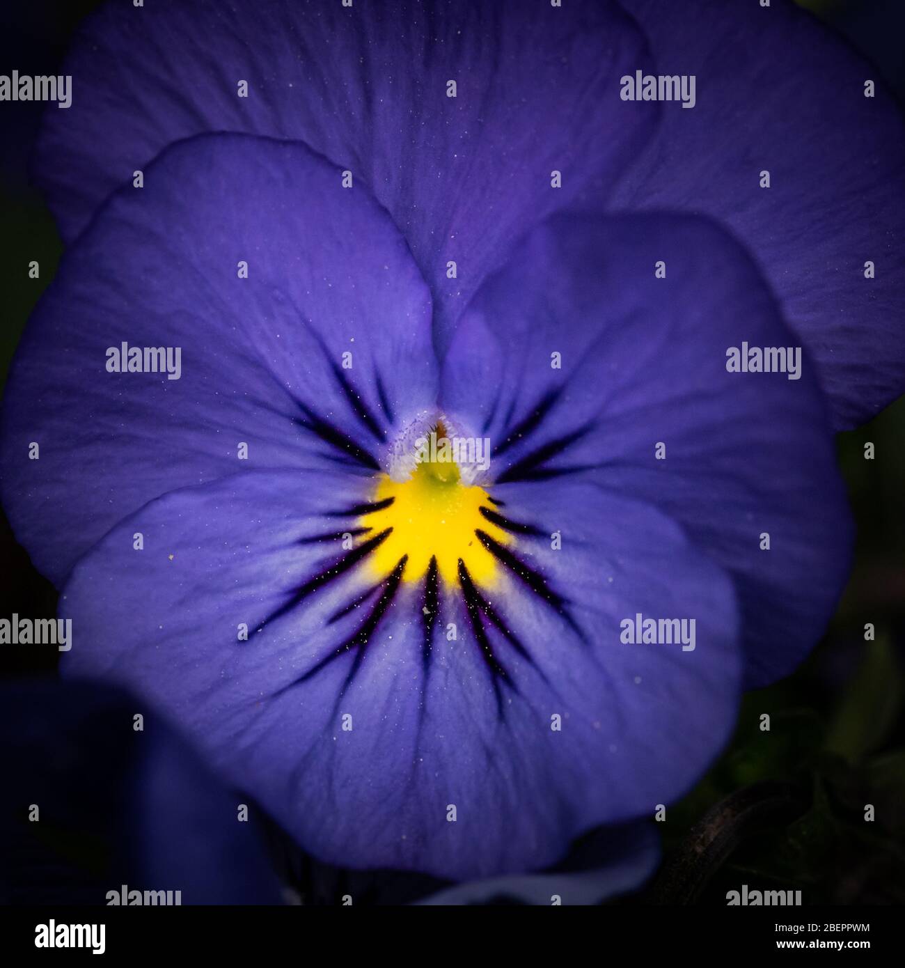 Blue pansy flower hires stock photography and images Alamy