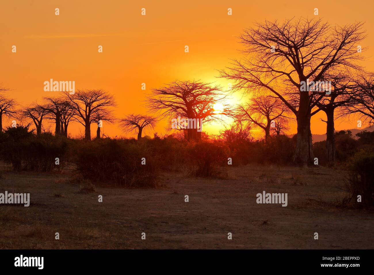 Silhouettes of Baobab and Acacia trees at an African sunrise Stock Photo