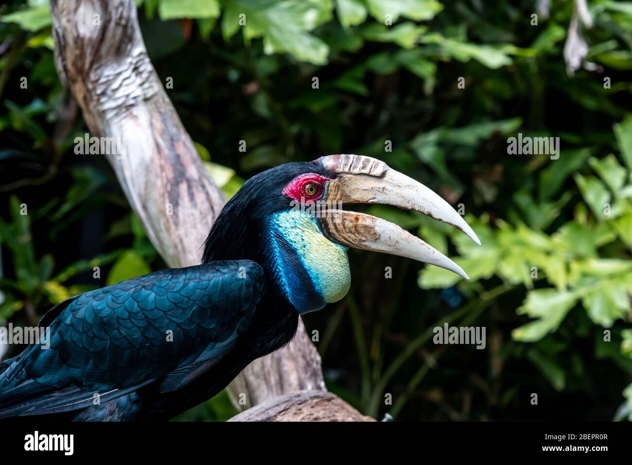 Great hornbill bird on branch, tropical Indian great hornbill bird on branch Stock Photo