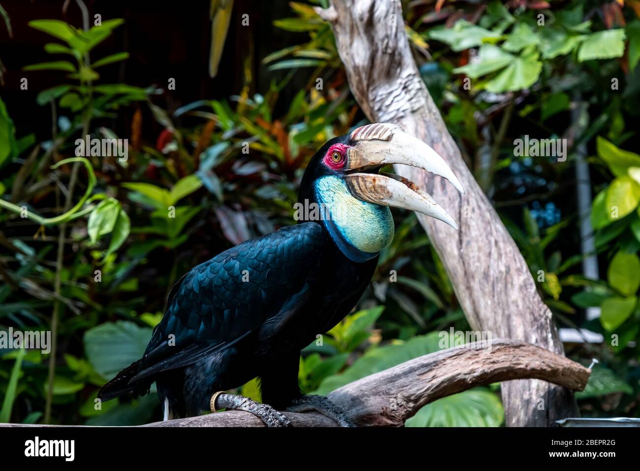 Great hornbill bird on branch, tropical Indian great hornbill bird on branch Stock Photo