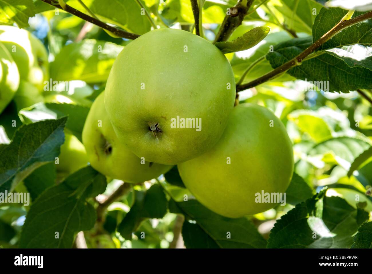 golden delicious apple of my garden Stock Photo