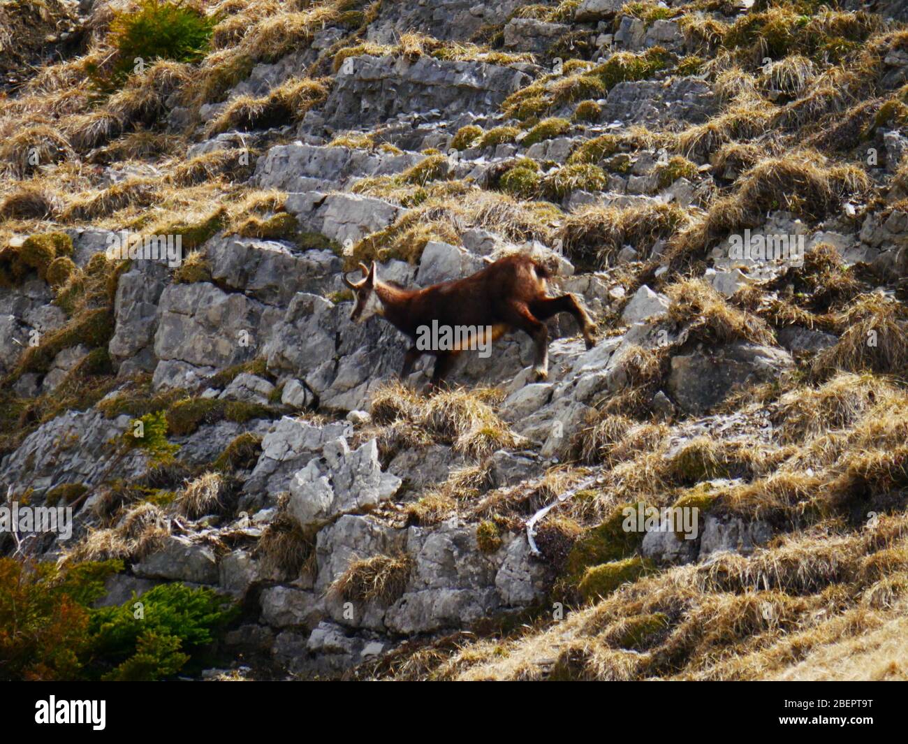 Bad Hindelang, Germany: A chamois climbing above the Schrecksee Stock Photo