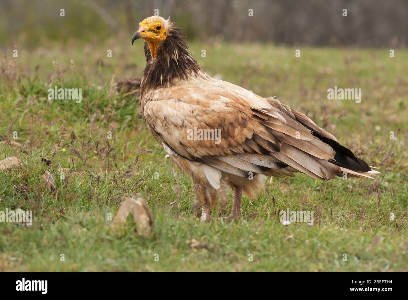 Egyptian Vulture (Neophron percnopterus), spain Stock Photo