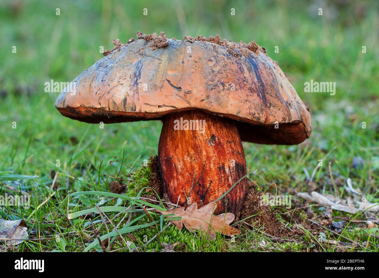 The Satan's bolete (Rubroboletus satanas) one of the most dangerous mushrooms Stock Photo