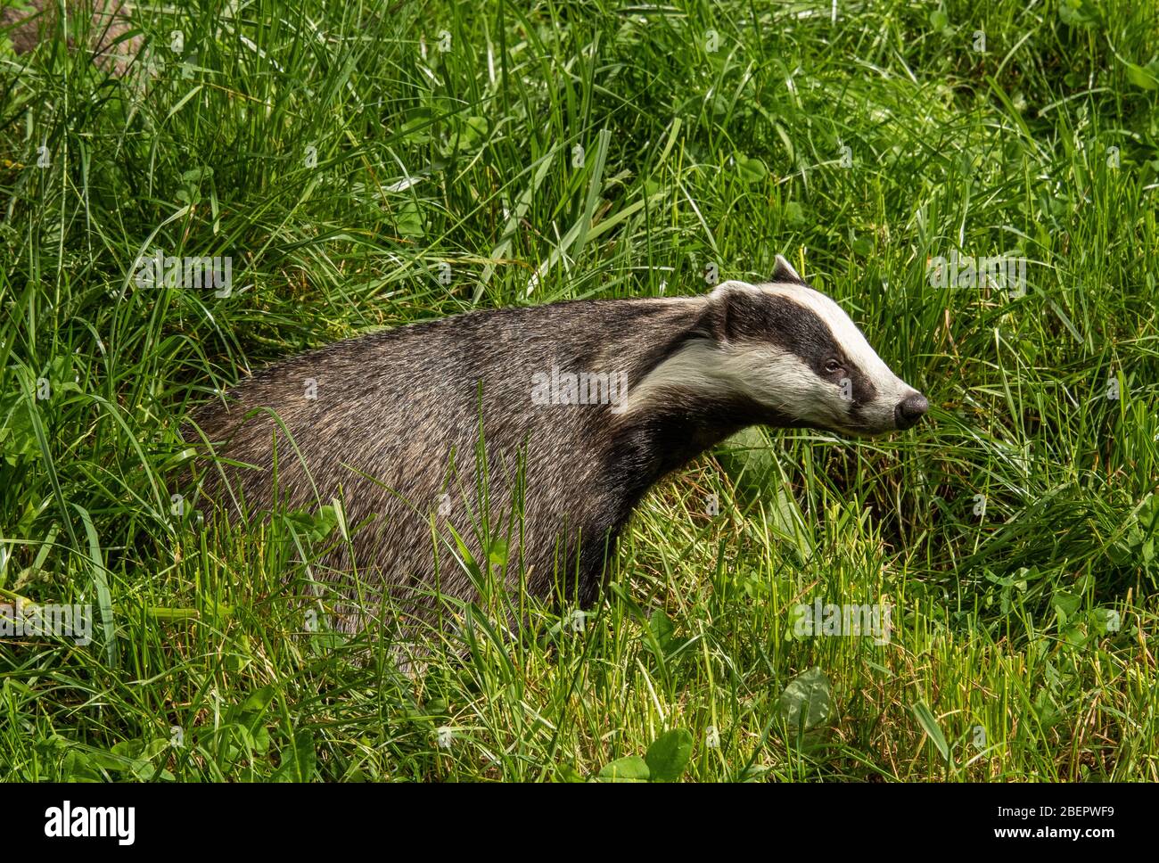 Badger foraging in grass Stock Photo