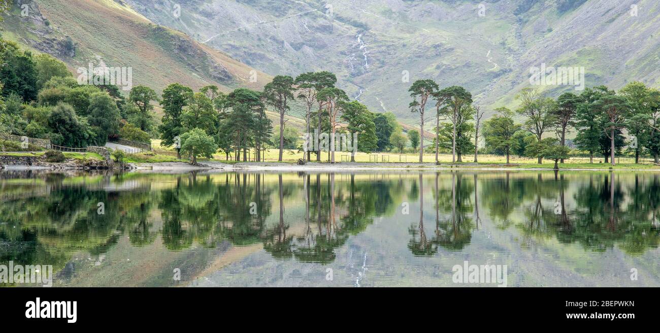 Buttermere Pines in the Lake Dsitrict - a well known row of pine trees with Fleetwith Pikein the background Stock Photo