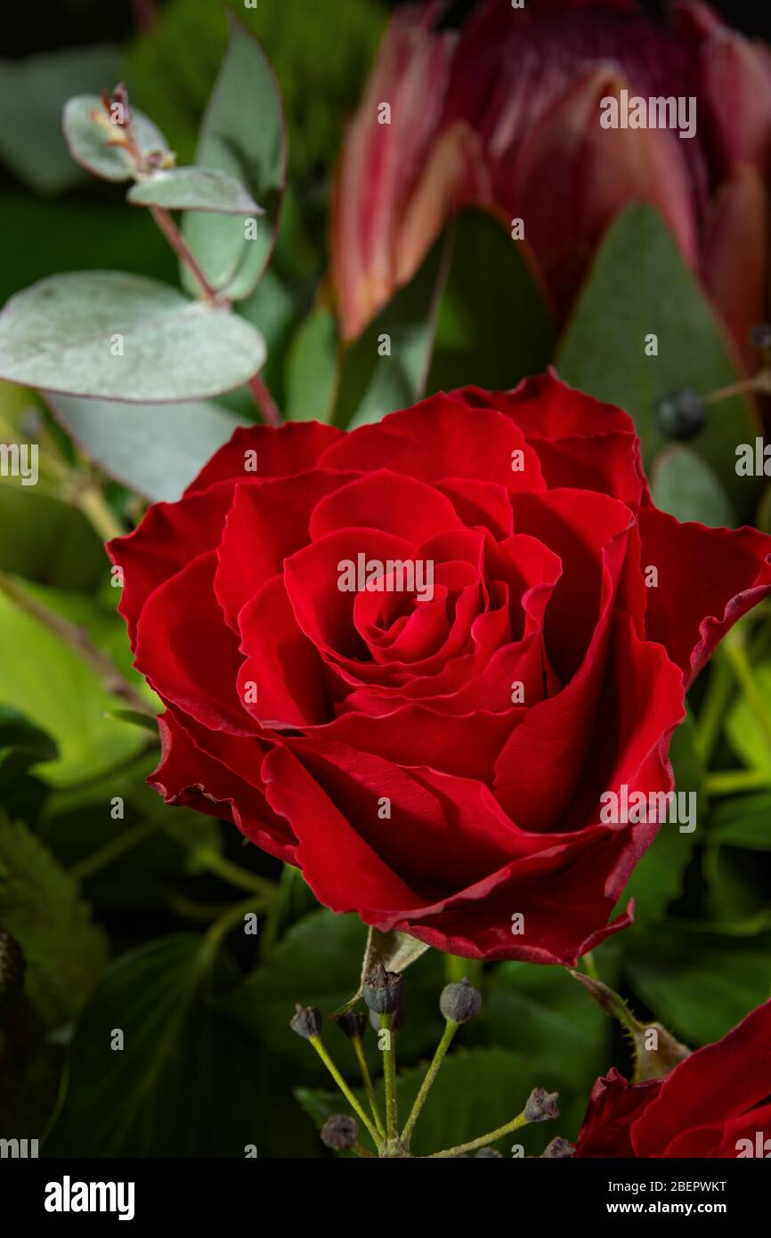 Closeup red rosebud with lots of petals, vertical photo. Ready for ...