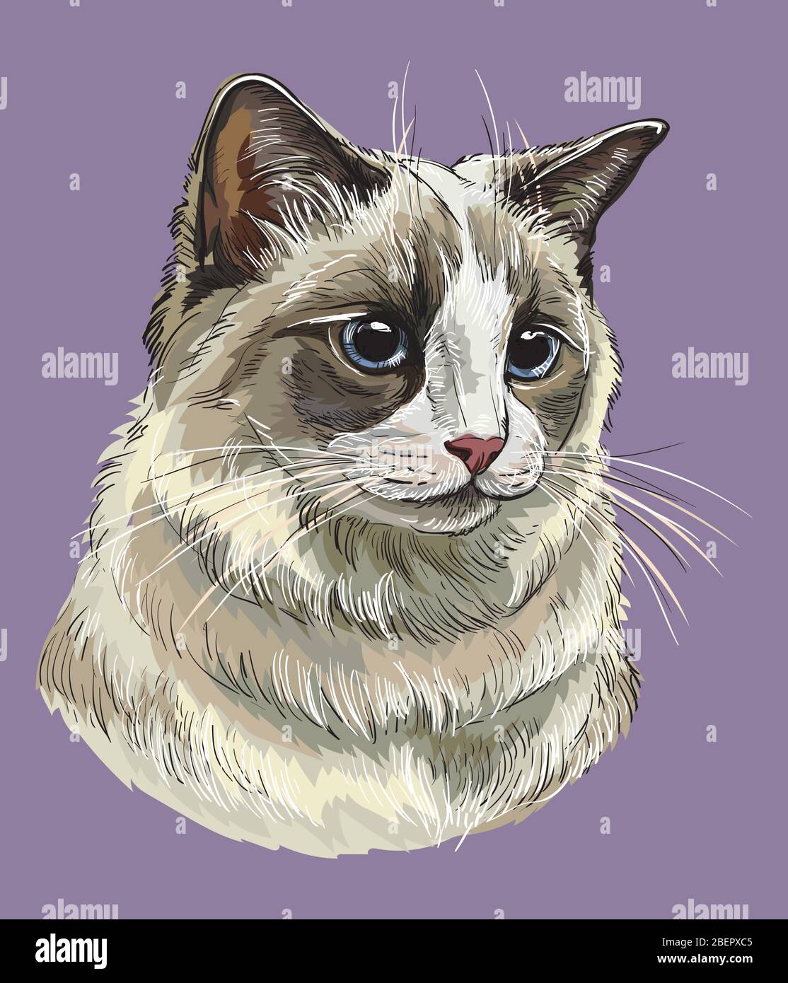 Colorful Vector Hand Drawing Portrait Of Ragdoll Cat Realistic Retro Portrait Of Cat Vector Vintage Illustration Isolated On Purple Background Image Stock Vector Image Art Alamy How to draw cat face proportions. https www alamy com colorful vector hand drawing portrait of ragdoll cat realistic retro portrait of cat vector vintage illustration isolated on purple backgroundimage image353316213 html