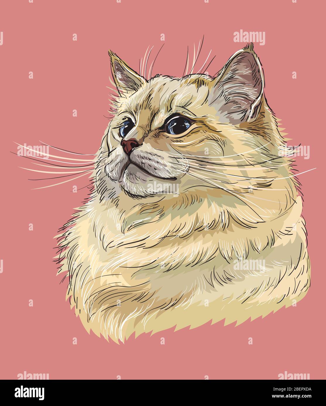 Outline Drawing Cat Kitten On High Resolution Stock Photography And Images Alamy