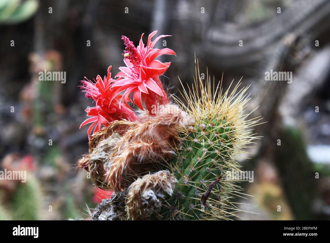 Cleistocactus Colademono - Besonderer Kaktus Mit Affenschwanz-Optik