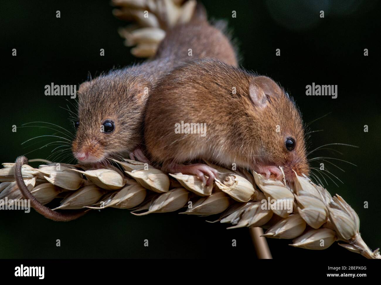 Eurasian harvest mice (Micromys minutus) Stock Photo