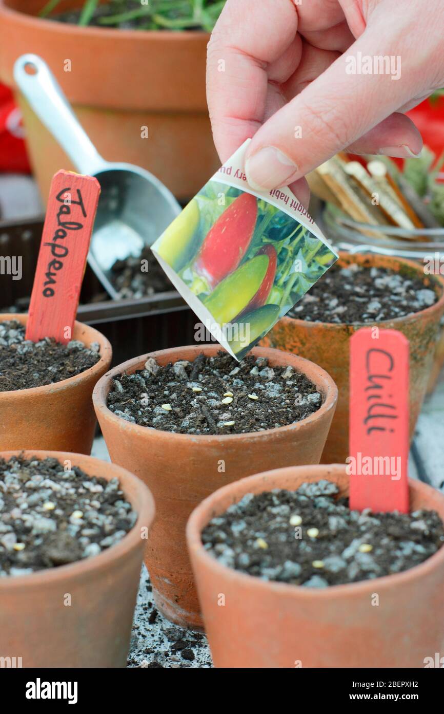 succulent toes Fenestraria Baby Toes main image 0