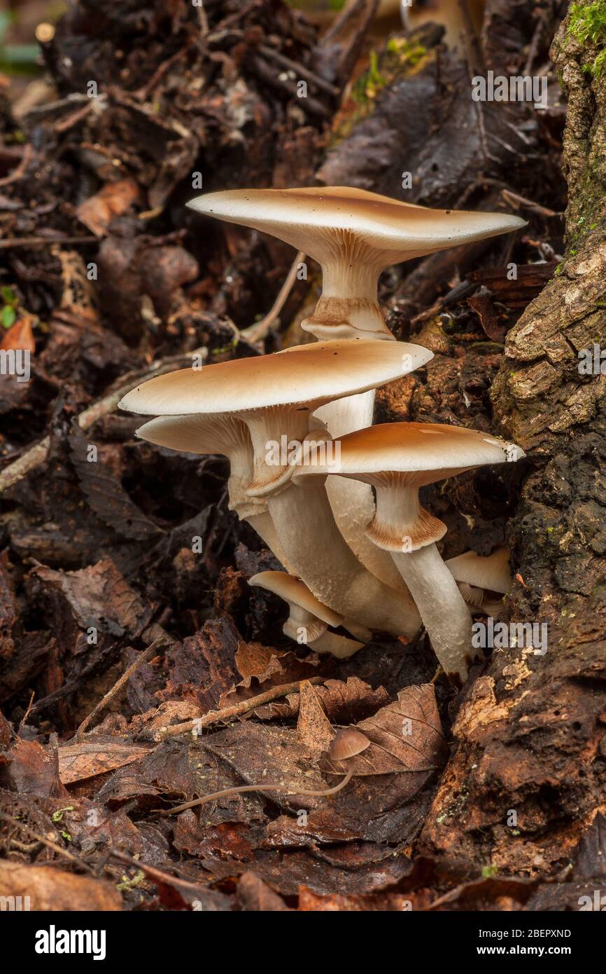 Agrocybe aegerita. growing on a dead log Stock Photo